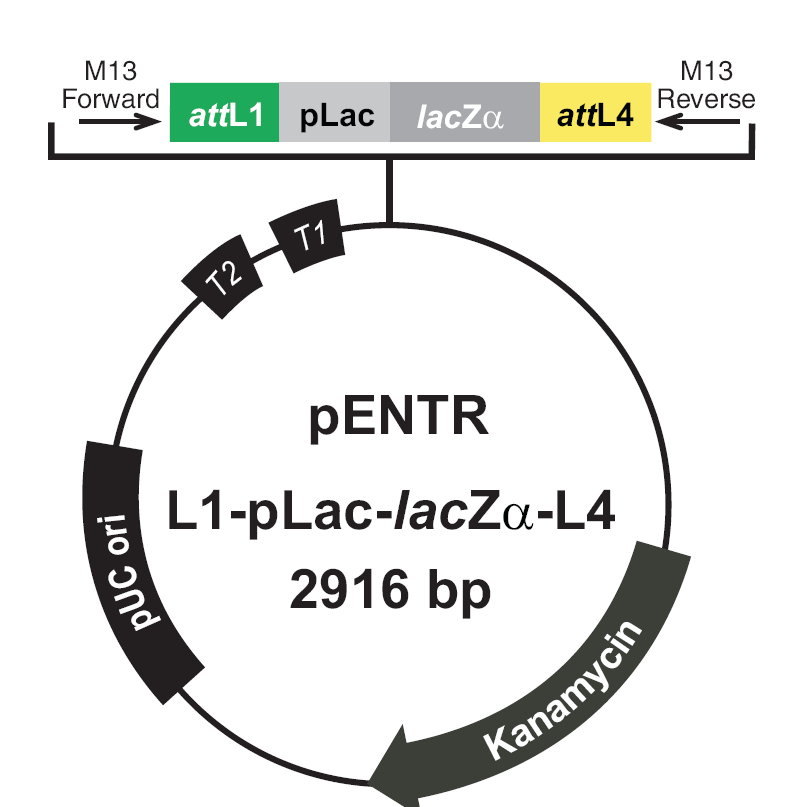 pENTR-L1-pLac-lacZa-L4载体图谱